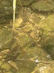 Xiphophorus variatus