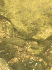 Xiphophorus variatus