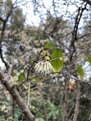 Chimonanthus