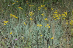 Tanacetum achilleifolium