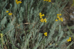 Tanacetum achilleifolium