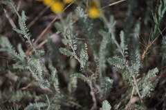 Tanacetum achilleifolium