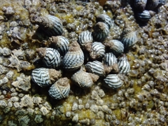 Echinolittorina aspera