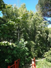 Phyllostachys nidularia