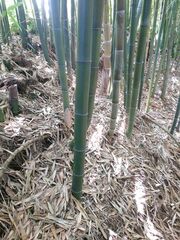 Phyllostachys nidularia