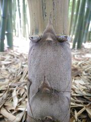 Phyllostachys nidularia