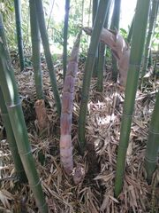 Phyllostachys nidularia