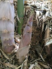 Phyllostachys nidularia
