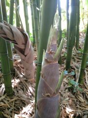 Phyllostachys nidularia