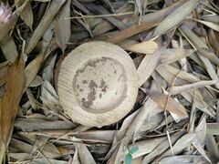 Phyllostachys nidularia