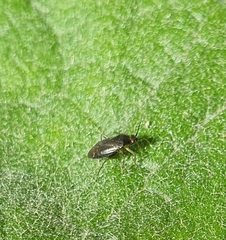 Plagiognathus arbustorum