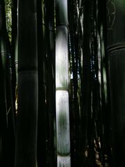 Phyllostachys nidularia