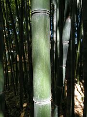 Phyllostachys nidularia