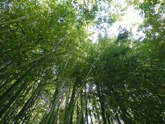 Phyllostachys nidularia
