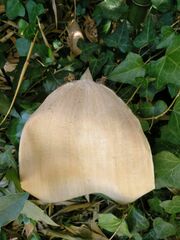 Phyllostachys nidularia