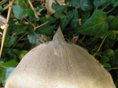 Phyllostachys nidularia