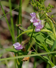 Lathyrus palustris