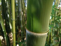 Phyllostachys nidularia
