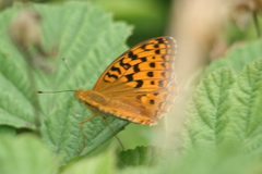 Argynnis adippe