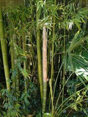 Phyllostachys nidularia