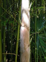 Phyllostachys nidularia
