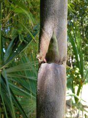 Phyllostachys nidularia