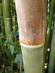 Phyllostachys nidularia