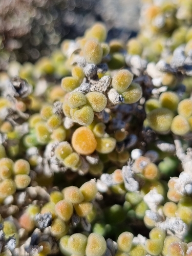 Image of Drosanthemum luederitzii by (c) Marc Fradera-Soler, some rights reserved (CC BY)