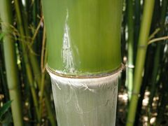Phyllostachys nidularia