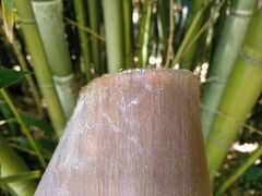 Phyllostachys nidularia