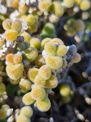 Image of Drosanthemum luederitzii by (c) Marc Fradera-Soler, some rights reserved (CC BY)