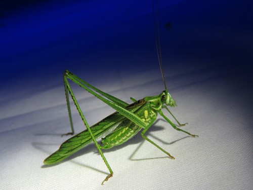 Inscudderia