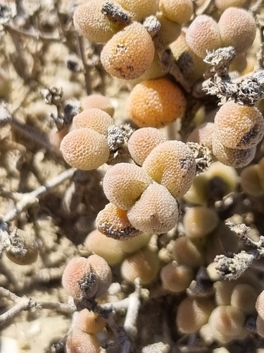 Image of Drosanthemum luederitzii by (c) Marc Fradera-Soler, some rights reserved (CC BY)