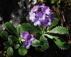 Primula marginata
