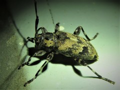 Graphisurus triangulifer