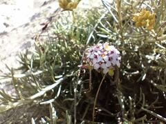 Iberis procumbens