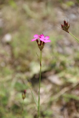 Dianthus ruprechtii