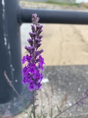 Linaria purpurea