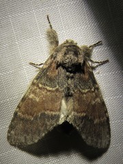 Peridea bordeloni