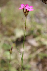 Dianthus ruprechtii