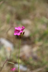 Dianthus ruprechtii