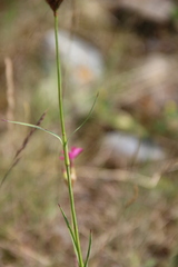 Dianthus ruprechtii