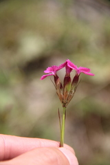 Dianthus ruprechtii