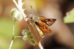 Ochlodes agricola