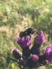 Bombus humilis