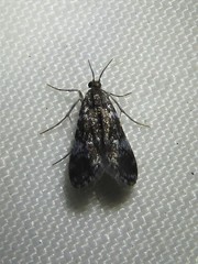 Elophila tinealis