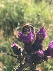Bombus humilis