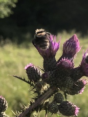 Bombus humilis