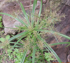 Cyperus distans