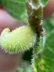 Celticecis celtiphyllia